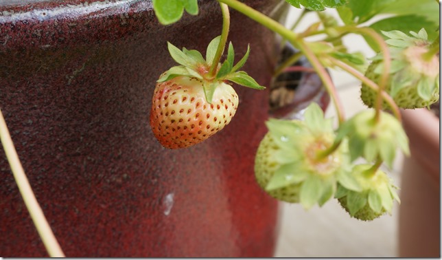 First_Strawberry