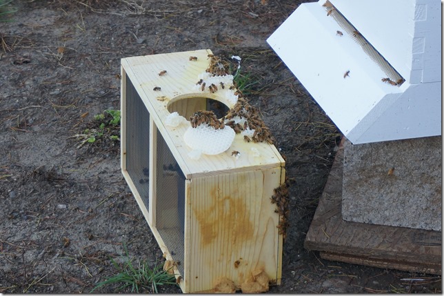 Removal-of-the-honeybee-kit