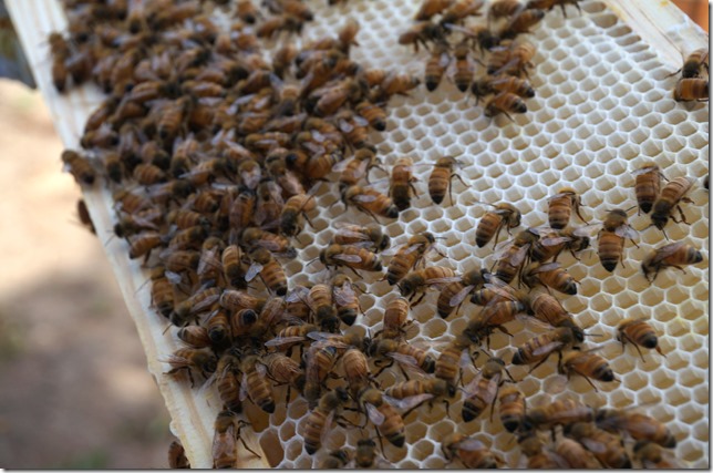 Bees_Building_Comb