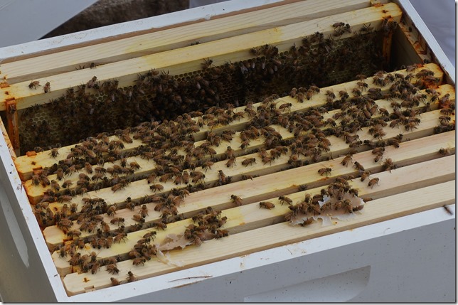 Bees_in_the_Hive