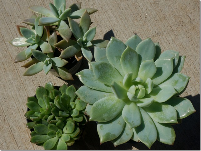 Lovely_Succulents