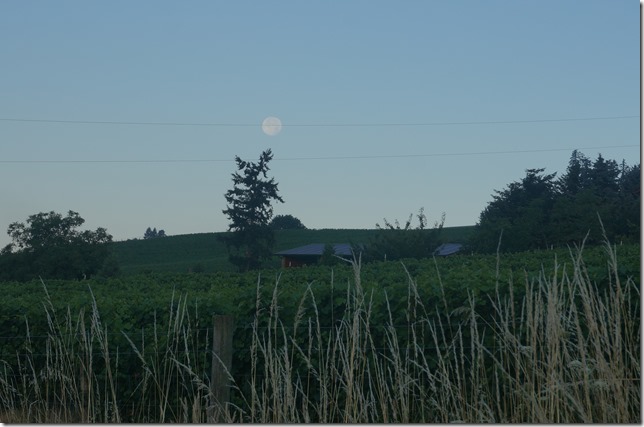 Morning_Moon_Over_The_Grapes