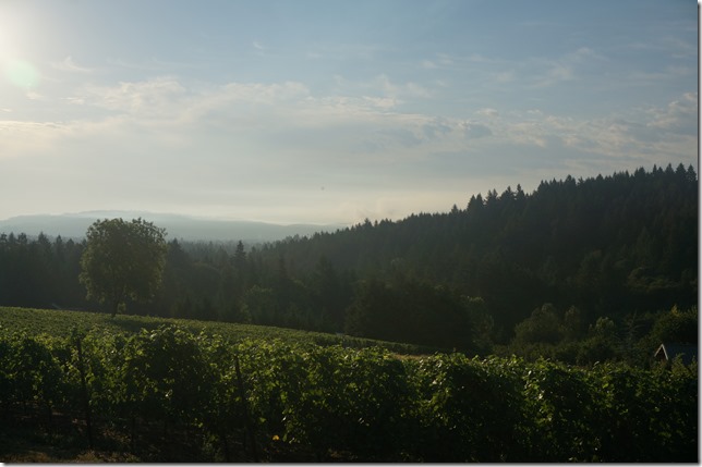 Morning_Vineyard