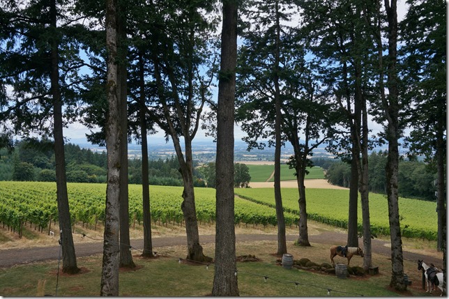 Tree_Top_Tasting