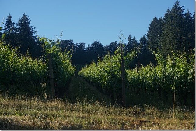 Wine_Vineyards