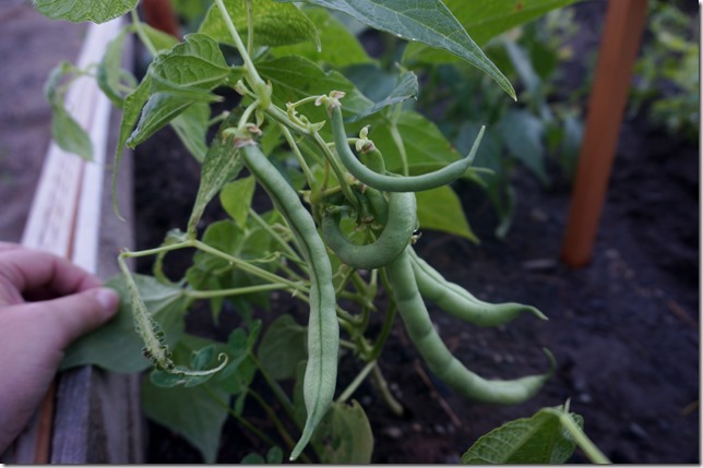 Early_July_Greenbeans