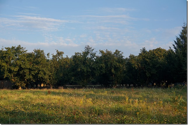 Hazel_Nut_Orchard