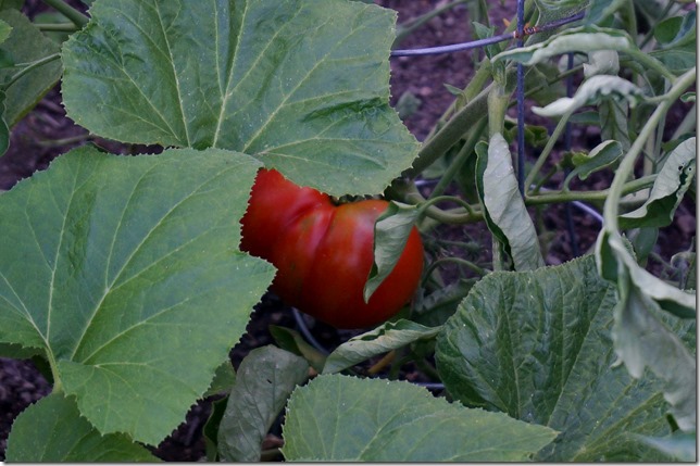 July_Red_Tomatoes