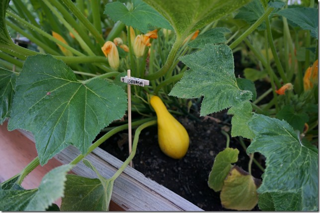 July_Yellow_Squash