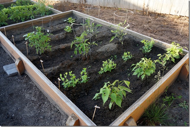 June_Garden_Tomatoes