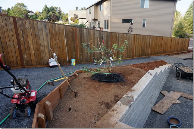 10_Apple_Tree_Espalier