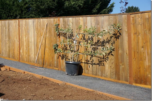 2_Apple_Espalier