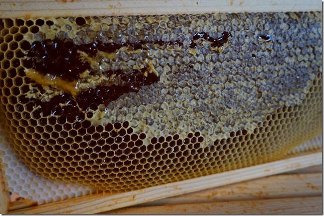 Almost_a_full_frame_of_honey