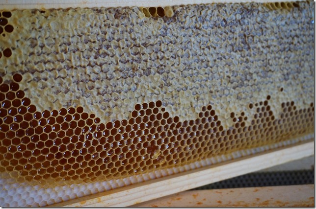 Capped_Honey_Frame