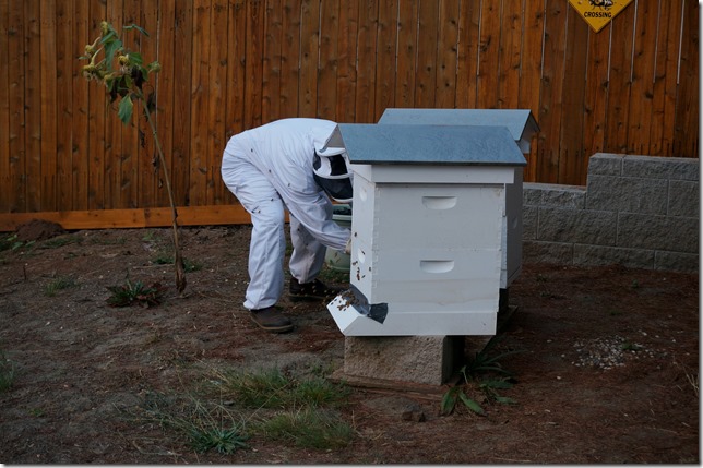 Sealing_up_the_Hives_to_Move