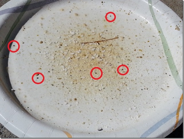 Varroa_Mites