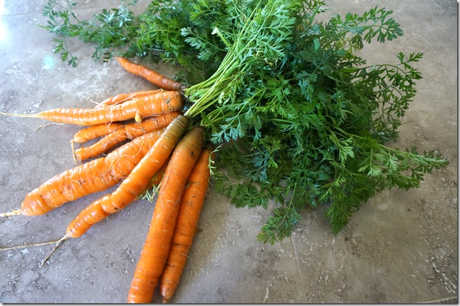 Garden_Carrots