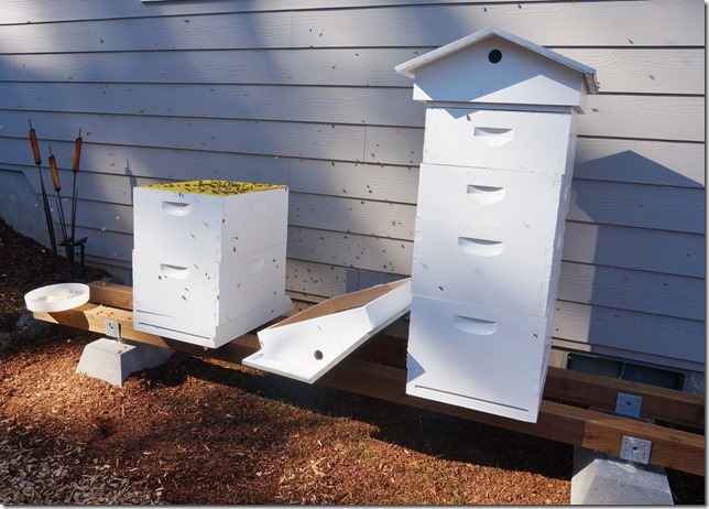 Getting_the_Honeybees_Ready_for_Winter