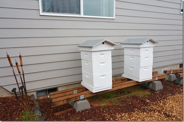 Honeybees_Ready_for_Winter