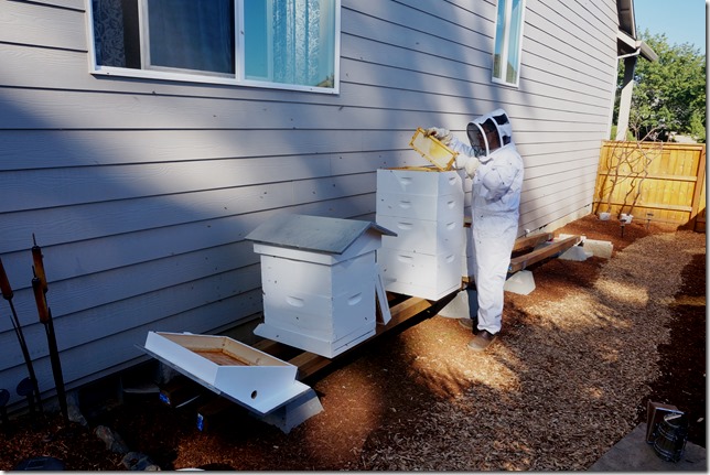 Winterizing_the_Honeybees