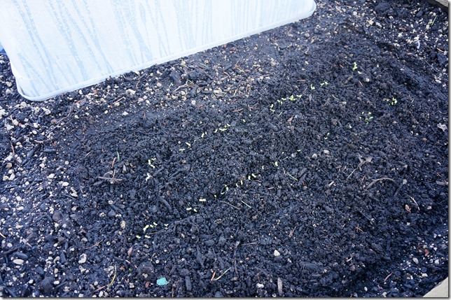 7_Starting_to_Sprout