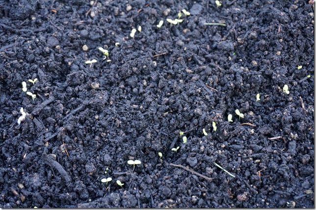 8_Lettuce_Sprouts