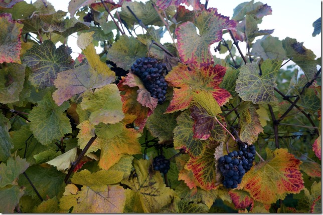 Fall_Grapes