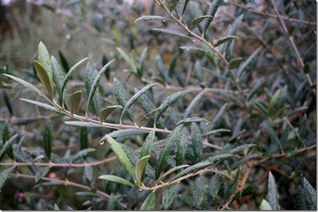 Olive_Trees
