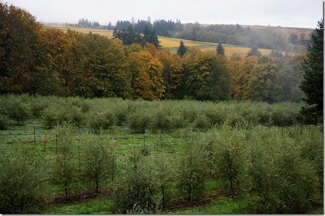 Oregon_Olive_Mill_Olive_Trees_Fall_Colors