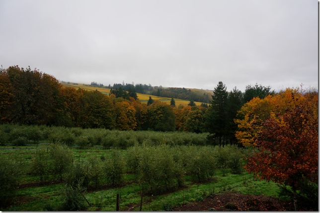 Oregon_Olive_Mill_View