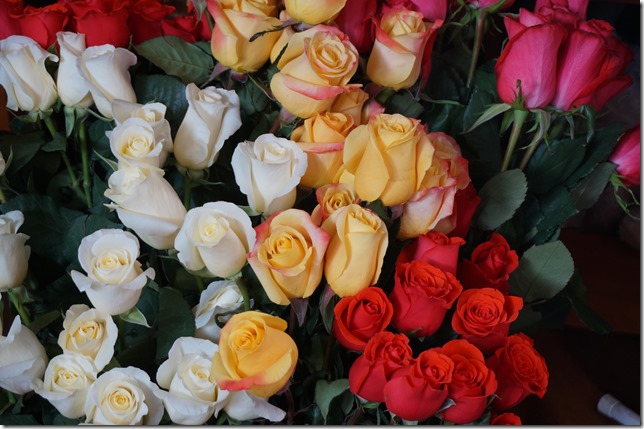 Valentine_Roses