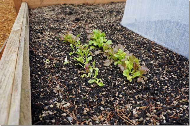 Sprouting_Lettuce_2
