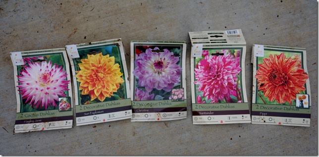 Dahlias