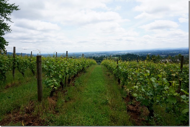 Medici_Vineyard_2