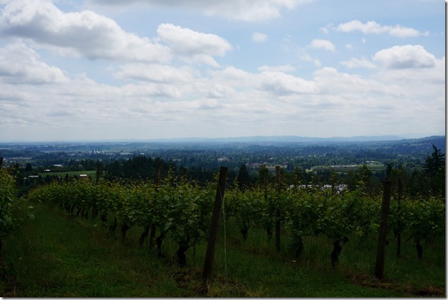 Medici_Vineyard_3
