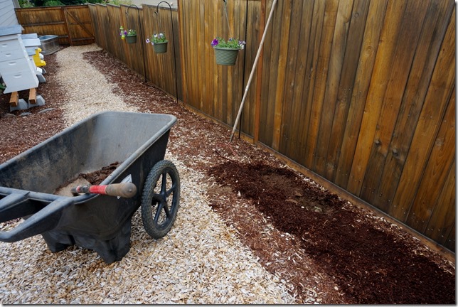 Planting_Dahlias_3