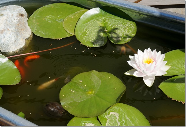 Goldfish_Water_Lily