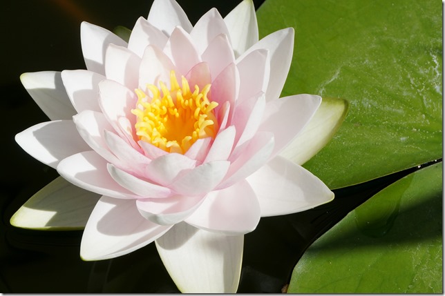 Water_Lily