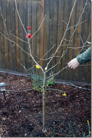 2016_Pruning_Cutting_Out_the_Center