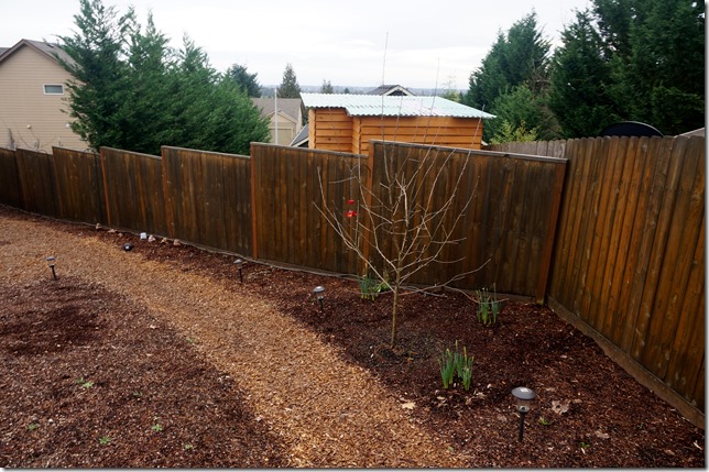 2016_Pruning_Honey_Crisp_Apple_Tree