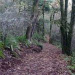 Revisiting Harvey Creek Trail