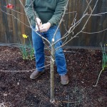 Pruning the Honey Crisp Apple Tree